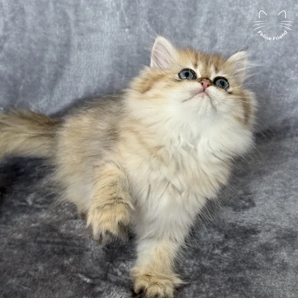 Walnut, a persian kitten — photo 5