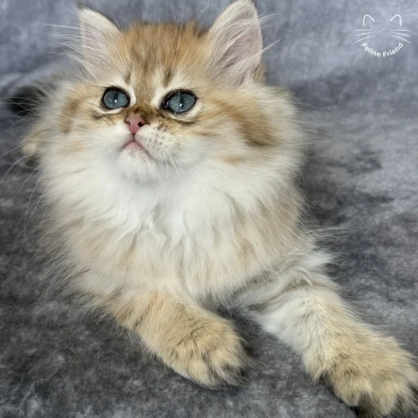 Walnut, a persian kitten — photo 16