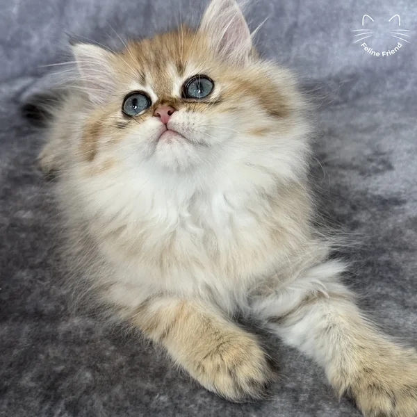 Walnut, a persian kitten — photo 14