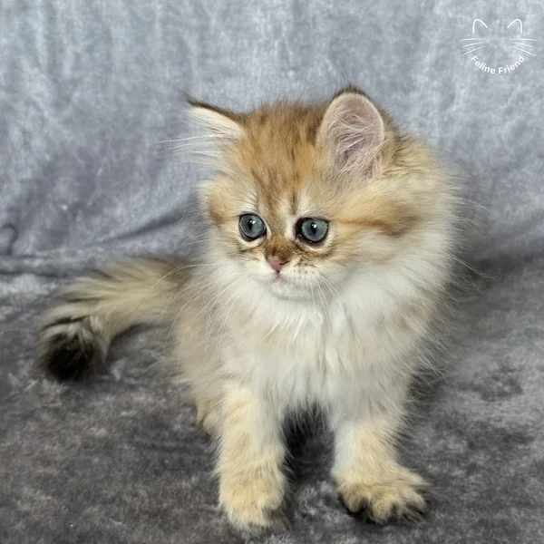 Walnut, a persian kitten — photo 7