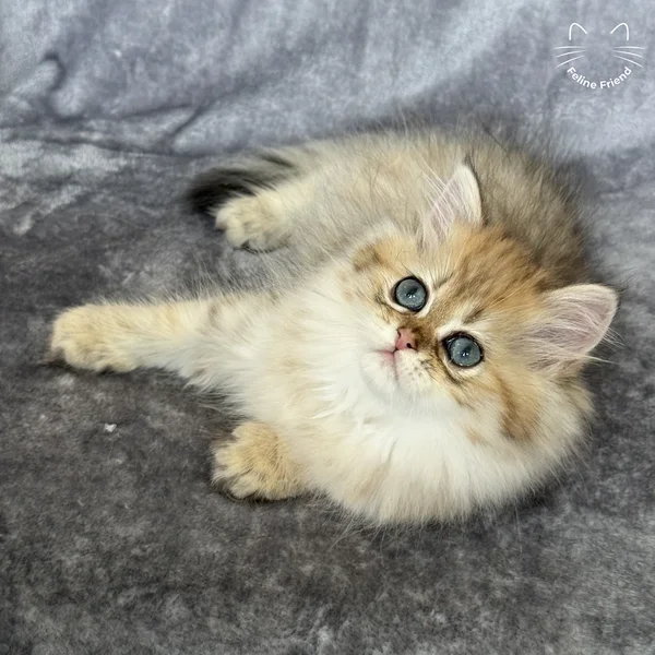 Walnut, a persian kitten — photo 13