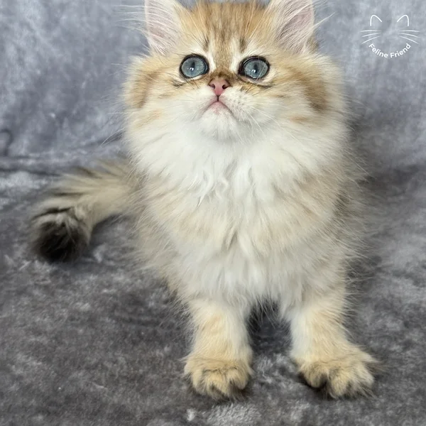 Walnut, a persian kitten — photo 9