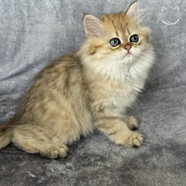 Walnut, a persian kitten — photo 4