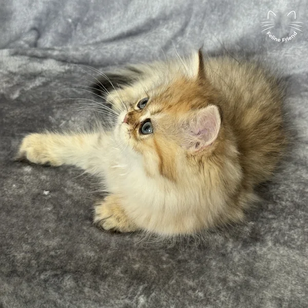 Walnut, a persian kitten — photo 11