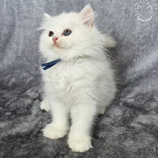 Orbit, a persian kitten — photo 11