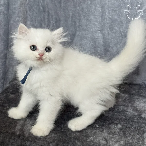 Orbit, a persian kitten — photo 4