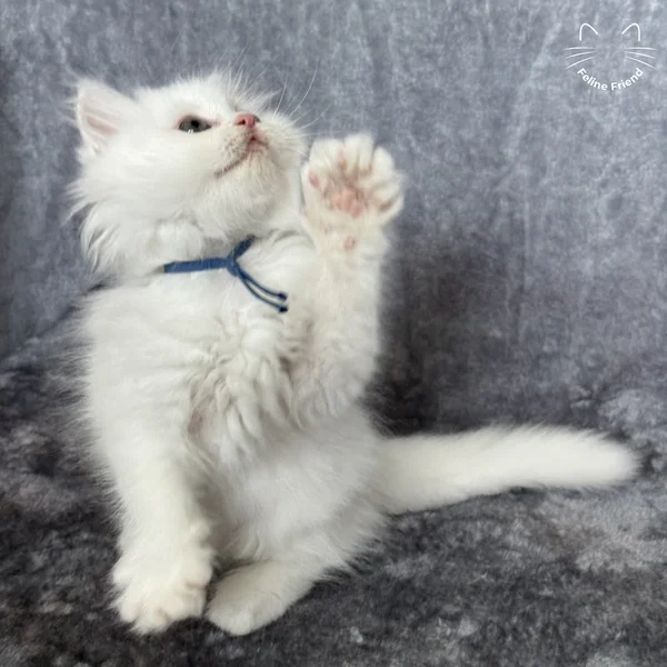 Orbit, a persian kitten — photo 7