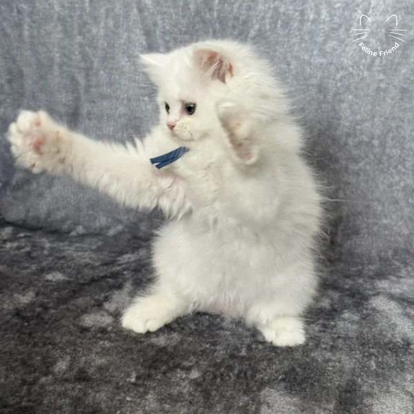 Orbit, a persian kitten — photo 3