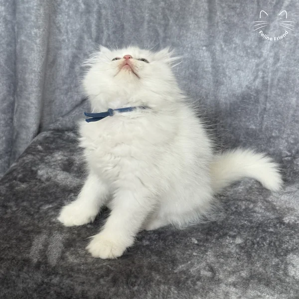 Orbit, a persian kitten — photo 5