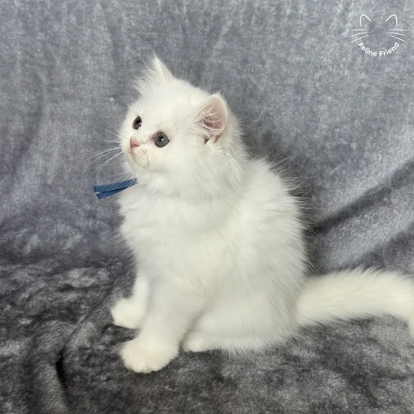Orbit, a persian kitten — photo 9