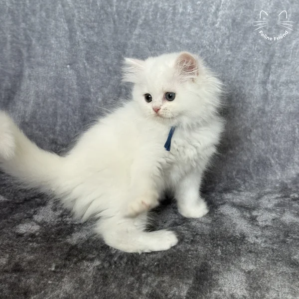 Orbit, a persian kitten — photo 2
