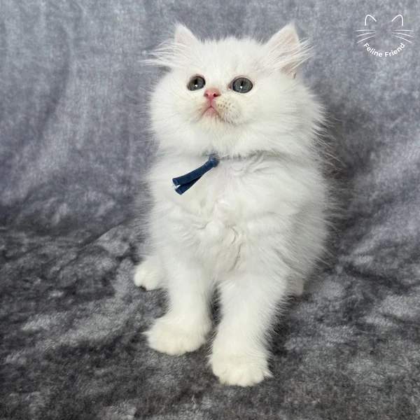 Orbit, a persian kitten — photo 10