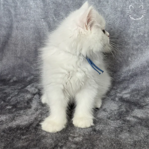 Orbit, a persian kitten — photo 12