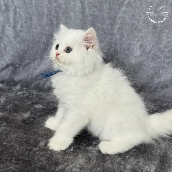 Orbit, a persian kitten