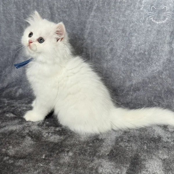 Orbit, a persian kitten — photo 8