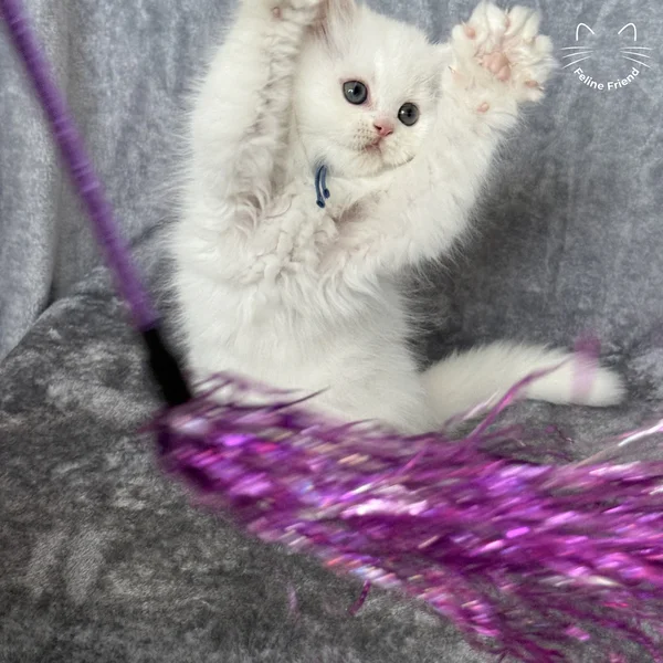 Orbit, a persian kitten — photo 6