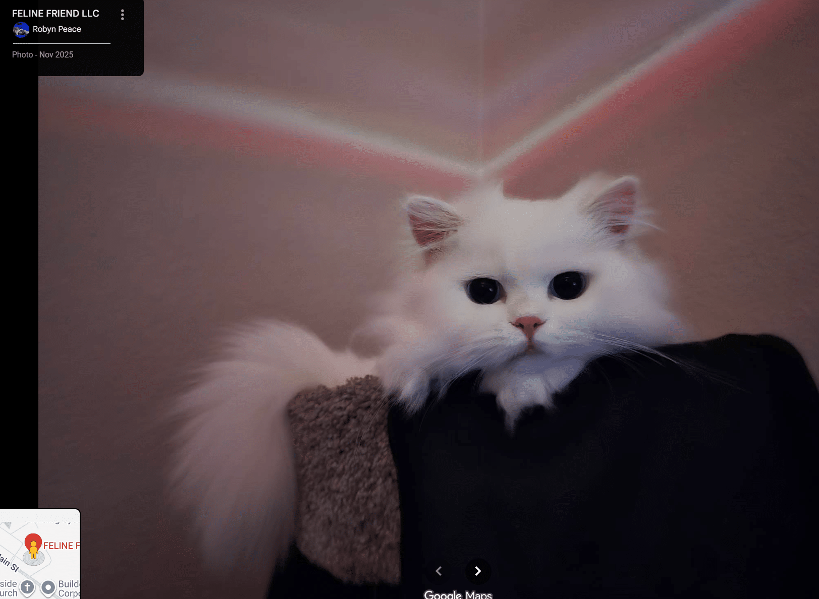 Persian kitten placed with Robert T.