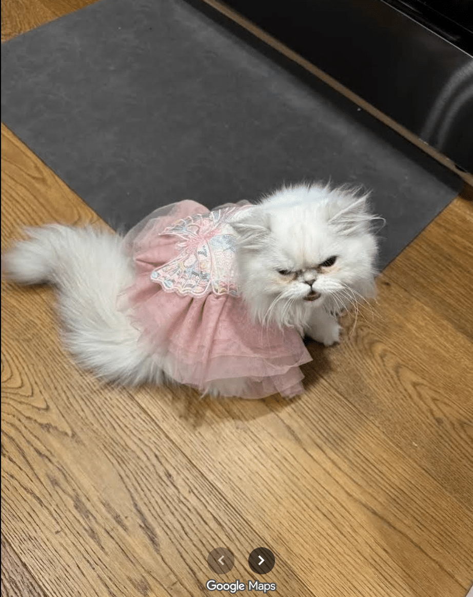 Persian kitten placed with Robyn P.