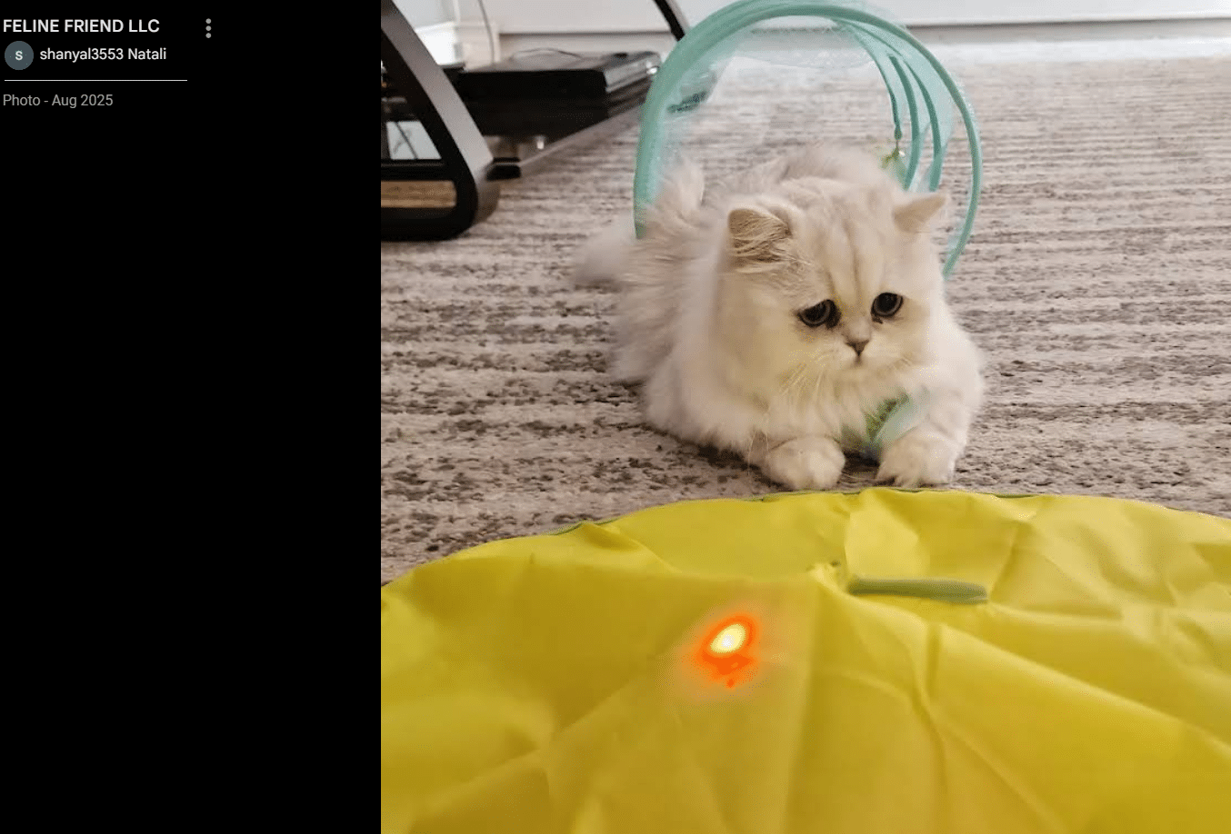 Persian kitten placed with Natali S.