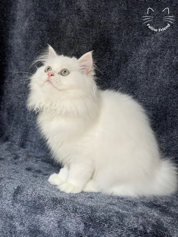 Cloud, a white / light-green-eyed persian kitten