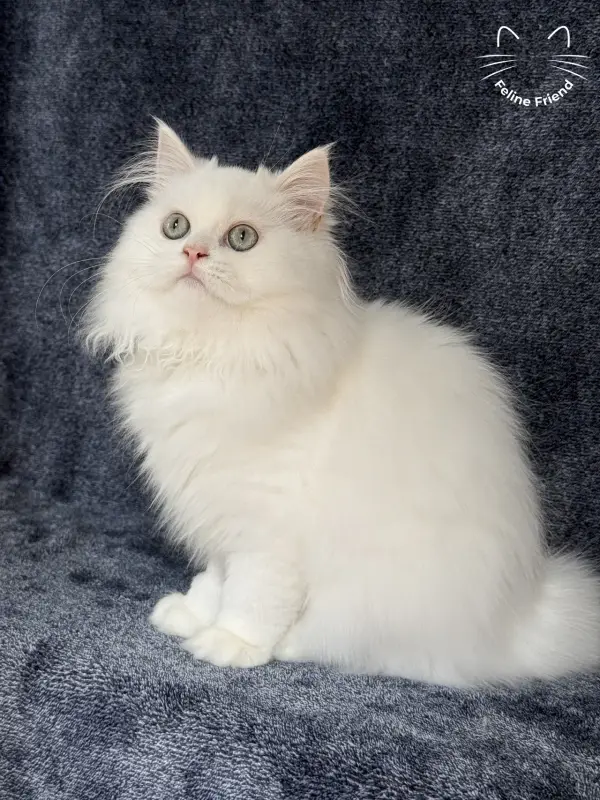 Cloud, a white / light-green-eyed persian kitten — photo 2