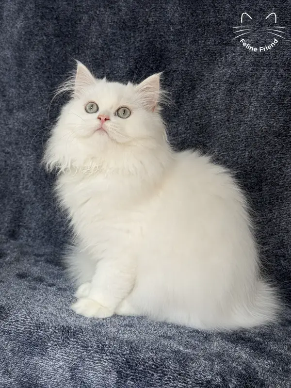 Cloud, a white / light-green-eyed persian kitten — photo 3