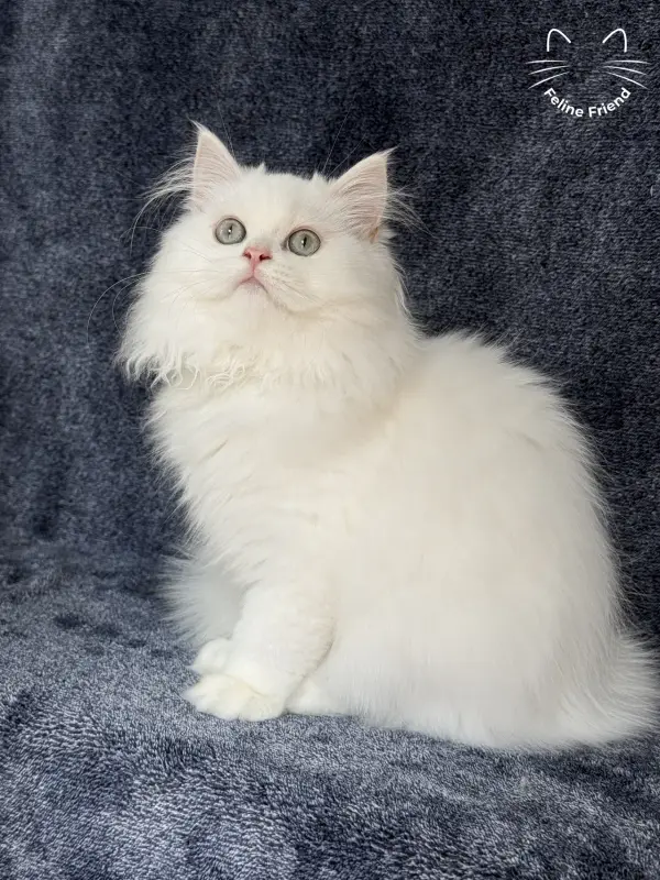 Cloud, a white / light-green-eyed persian kitten — photo 4