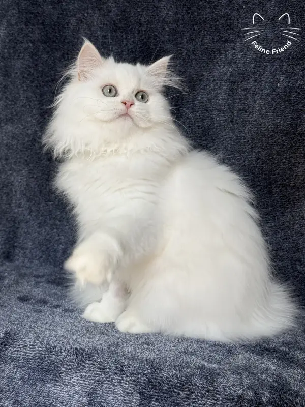 Cloud, a white / light-green-eyed persian kitten — photo 5
