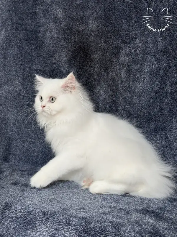 Cloud, a white / light-green-eyed persian kitten — photo 6