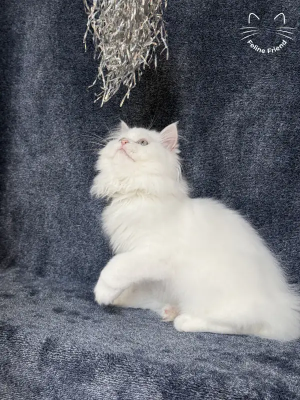 Cloud, a white / light-green-eyed persian kitten — photo 7