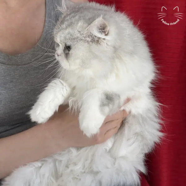 Daisy, a silver bicolor persian kitten
