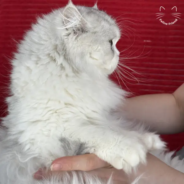Daisy, a silver bicolor persian kitten — photo 10