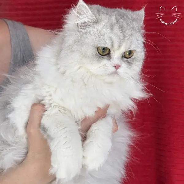 Daisy, a silver bicolor persian kitten — photo 11