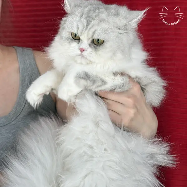 Daisy, a silver bicolor persian kitten — photo 12