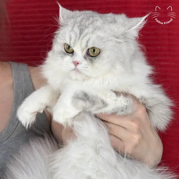 Daisy, a silver bicolor persian kitten — photo 13