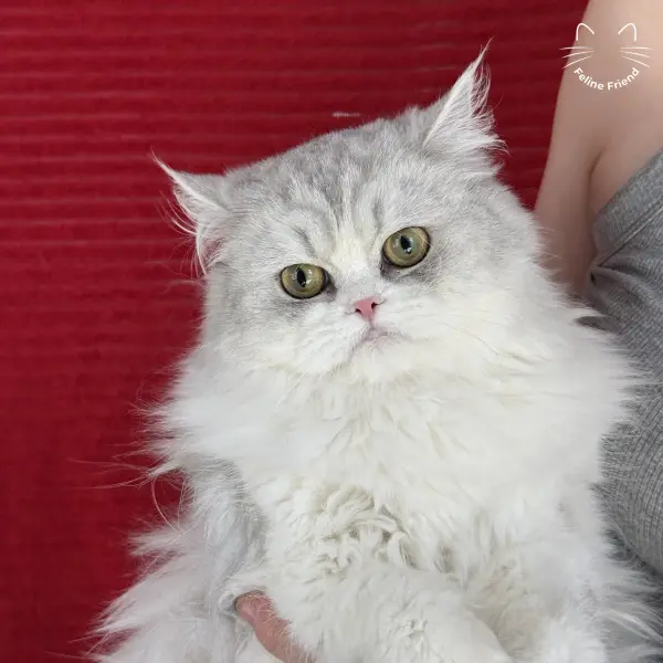 Daisy, a silver bicolor persian kitten — photo 2