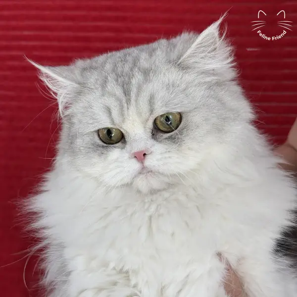 Daisy, a silver bicolor persian kitten — photo 3