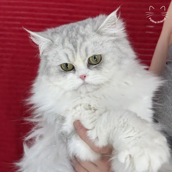 Daisy, a silver bicolor persian kitten — photo 4