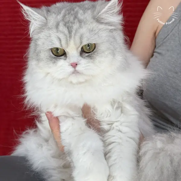 Daisy, a silver bicolor persian kitten — photo 5