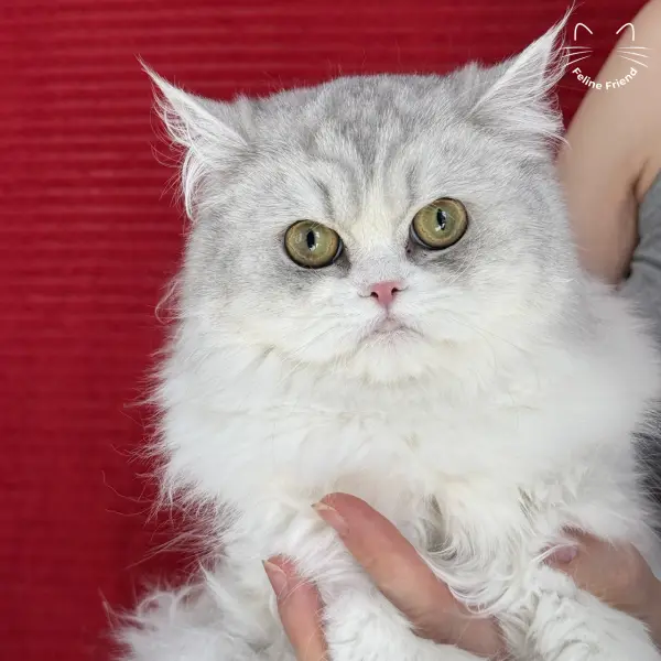Daisy, a silver bicolor persian kitten — photo 6