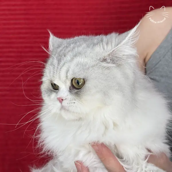 Daisy, a silver bicolor persian kitten — photo 7