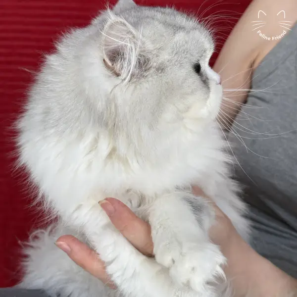 Daisy, a silver bicolor persian kitten — photo 8