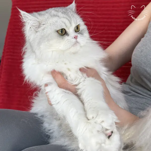 Daisy, a silver bicolor persian kitten — photo 9