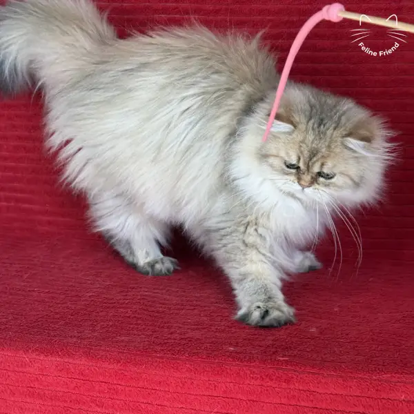 Honey, a golden shaded persian kitten
