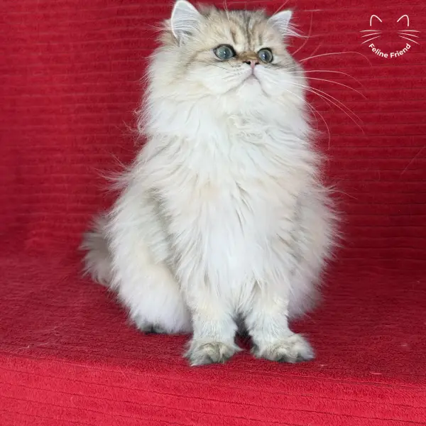 Honey, a golden shaded persian kitten — photo 10