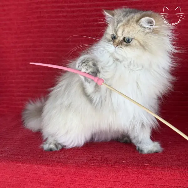 Honey, a golden shaded persian kitten — photo 11