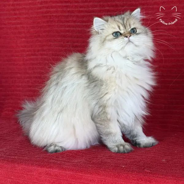 Honey, a golden shaded persian kitten — photo 12