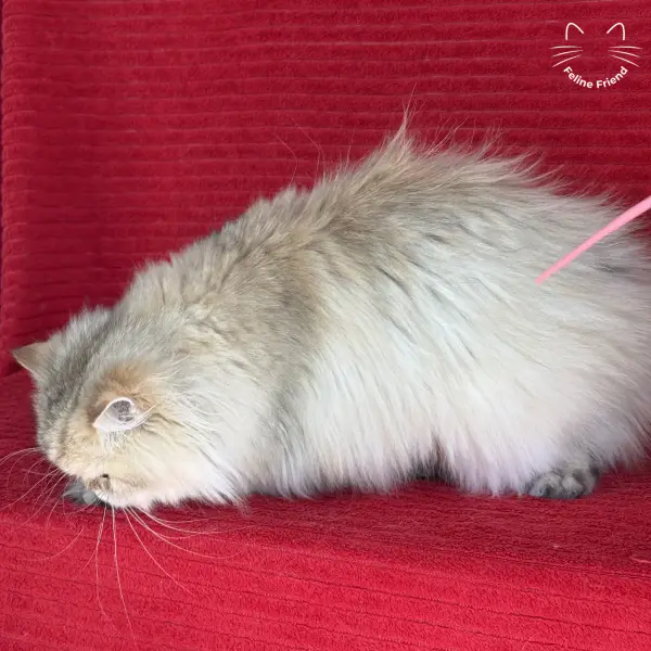Honey, a golden shaded persian kitten — photo 13