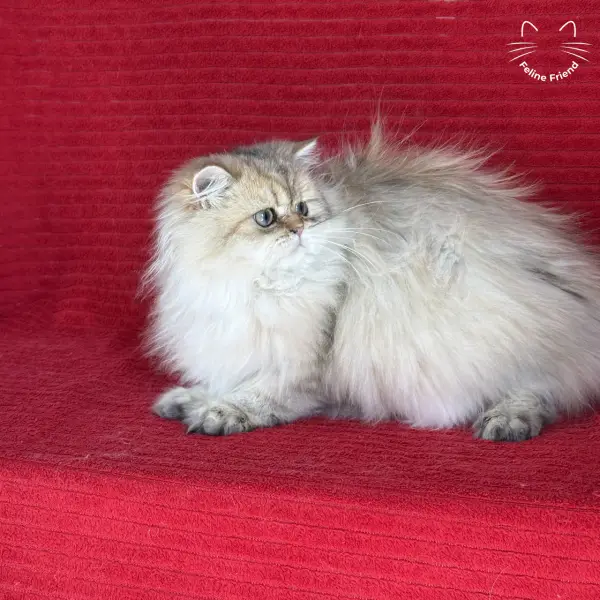 Honey, a golden shaded persian kitten — photo 14