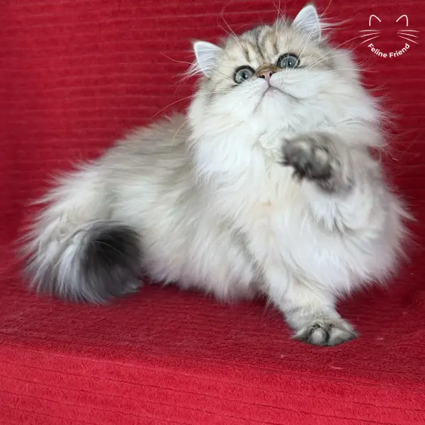 Honey, a golden shaded persian kitten — photo 15